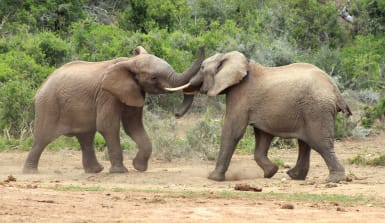 Kämpfende Elefanten in Südafrika