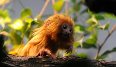 Goldenes_Löwenäffchen Goldenes Löwenäffchen