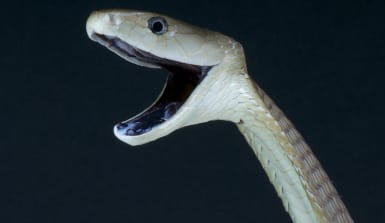 Tiere - Schlangen Schware Mamba Die Schwarme Mamba ist olivgrün, schlängelt sich aus einem hohlen Baumstamm