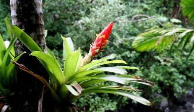 Bromelien im Regenwald Bromelie auf einem Regenwaldbaum