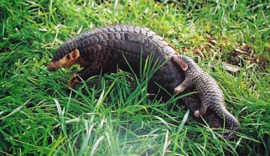 Der Baby-Pangolin reitet auf dem Schwanz der Mutter, bis es sich alleine ernähren kann. Doch durch Wilderei gibt es immer weniger Pangoline Pangolin mit Baby auf dem Rücken im Regenwald
