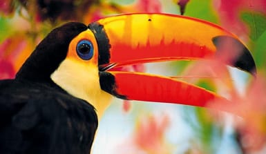 Tukane verteidigen mit ihren riesigen Schnäbeln ihr Revier hoch oben im Kronendach des Regenwaldes Riesentukan zwischen bunten Blumen im Regenwald