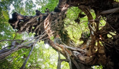 Würgefeige von innen Würgefeige von innen