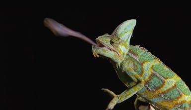 chamaeleon-frisst-zunge-iStock Ein Chamäleon sitzt auf einem Ast und eine lange klebrige Zunge schießt heraus und schnapp ein Insekt