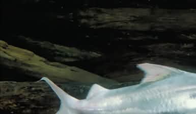Silbrig-schimmernder Dorado Wels schwimmt durch dunkles Wasser