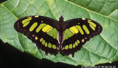 Ein Malachitfalter (Schmetterling) auf einem Blatt