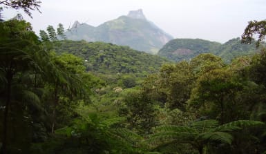 Atlantischer Küstenregenwald bei Rio de Janeiro