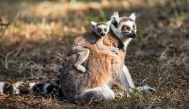 kw_120915282_Kattas Kattas