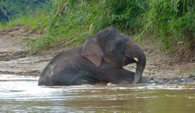 Borneo-Zwergelefant Borneo Zwergelefant