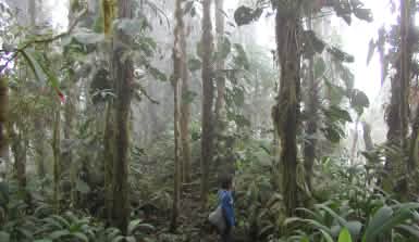 Ein Mann steht mitten im Nebelwald von Ecuador Regenwald