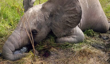 Dieser junge Elefant ist eines von 22 Opfern, erschossen aus dem Helikopter im Ostkongo. Die Wilderer flohen mit Elfenbein im Wert von einer Million US-Dollar.  Junger Elefant der tot am Boden liegt