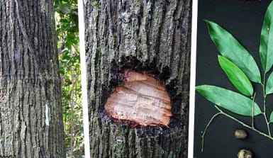 Elefantenhandtuch-Baum Elefantenhandtuch-Baum