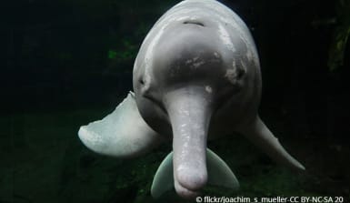 Ein Amazonas-Delfin schwimmt auf die Kamera zu
