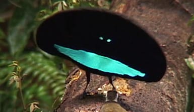 24.paradiesvogel-paradisaedisae-cornell-lab-of-ornithology