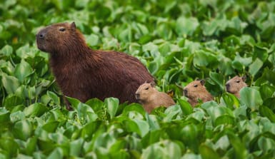 Capivara(Hydrochoerus_hydrochaeris) Capybara-Familie am Tietê River im Bundesstaat São Paulo state, Brasilien.