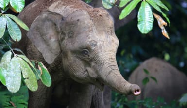 junger borneo-zwergelefant in Sabah ein junger Borneo Zwergelefant reckt seinen kleinen Rüssel nach vorne