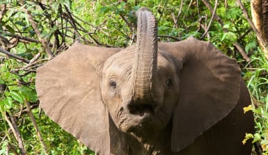 junger afrikanischer Elefant Juner Elefant von vorn, hebt den Rüssel über den Kopf