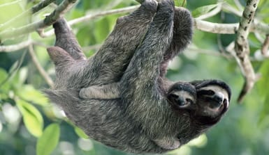 Faultiere leben vor allem auf Bäumen – aber sie können auch richtig gut schwimmen. Foto: 4ever.eu Faultier auf einem Baum