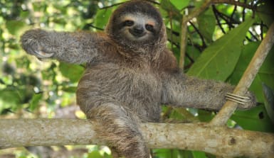 Faultier gehören zu unseren Lieblingstieren - doch wie lange noch? Faultier gehören zu unseren Lieblingstieren - doch wie lange noch?