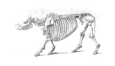 Zeichnung eines Skeletts eines Sumatra-Nashorn