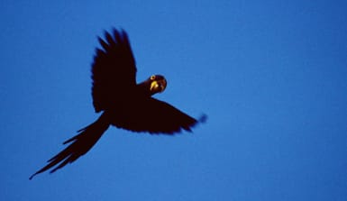 fliegender Papagei, Foto: Mathias Rittgerott
