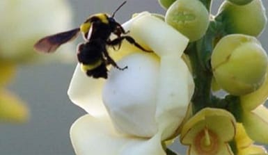 Eine Hummel bestäubt die Blüte eines Paranussbaumes in Brasilien Bombus transvesalis, eine im Amazonasbecken heimische Hummel bestäubt die Blüte eines Paranussbaumes