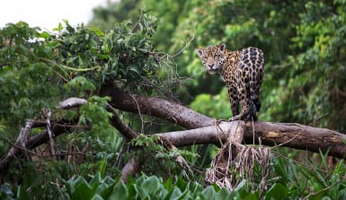 istock-panthera-597928932 Jaguar im Amazonas-Regenwald