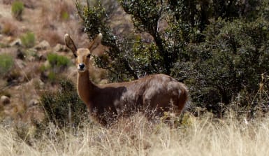 Antilope steht vor Büschen im hohen Gras