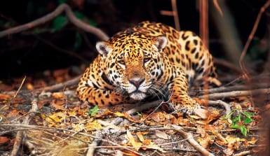 regenwald-tiere-jaguar-hofer Ein Jaguar im Dickicht des Regenwaldes