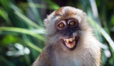 Javaneraffe bzw. Langschwanzmakak Javaneraffe bzw. Langschwanzmakak