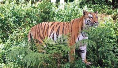 Sumatra-Tiger, es gibt etwa nur noch 200 Expemplare