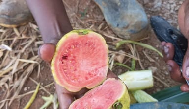 Eine Hand hält eine geöffnete Guave, sie ist außen gelb und innen rot und etwa so groß wie eine Grapefruit