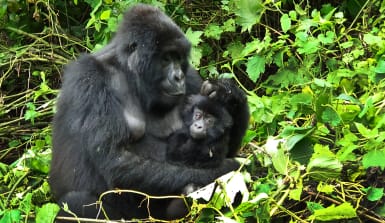 4 Jahre lang sind die Berggorilla-Mutter und ihr Junges unzertrennlich. Foto: Virunga Nationalpark Ein Berggorilla mit seinem Jungem im Regenwald