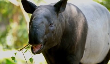 tapir-frisst-regenwald-iStock Ein Tapir frisst Blätter