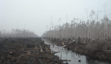 abgebrannter Regenwald, überall liegen verkohlte Baumstämme, die Luft ist dunstig