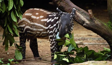 Baby-Tapir