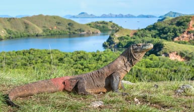 komodowaran-indonesien Männlicher Komodowaran auf einem Hügel über dem Meer