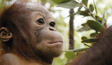 junger Orang-Utan im Regenwald von Sumatra