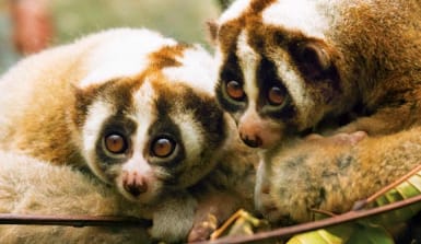 Die kleinen Plumploris sind nachtaktiv und leben auf Bäumen zwei neugierige Plumploris