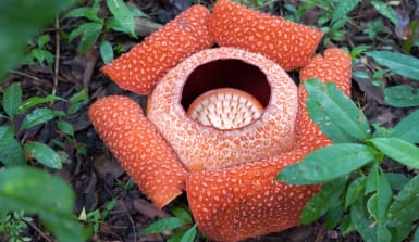 rafflesie-im-regenwald-iStock Rafflesie im Regenwald blüht auf