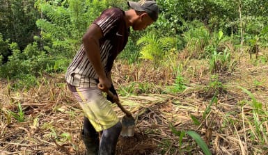 Rodrigo bereitet den Boden für neue Setzlinge vor Ein junger Mann steht auf einem mit Zweigen und Ästen belegten Feld und schaut nach unten. Im Hintergrund Regenwald