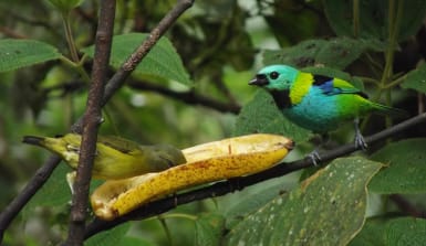 Die Dreifarbentangare (r.) und der Fink lieben Früchte Tangare sitzt auf einem Ast, auf dem eine halbe Banane liegt. Ein Fink der Art Veilchenorganist beugt sich über die Banane und frisst das Fruchfleisch