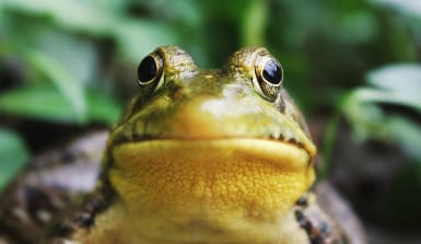 frosch-froesche-regenwald-jack-hamilton-unsplash Ein Frosch schaut in die Kamera