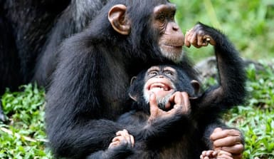 regenwald-tiere-schimpansen