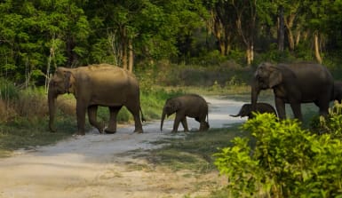 Waldelefanten-Asien-iStock Eine Familie asiatischer Waldelefanten durchquert eine Waldlichtung