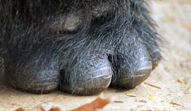 Knöchel der Hand eines Gorillas