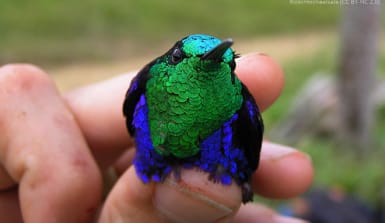 Ein Kolibri im Größenverhältnis zur Hand