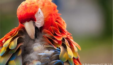 Ein sich putzender Ara Ein sich putzender Ara