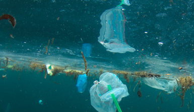 Eine Plastikflasche braucht 450 Jahre, um sich im Meer abzubauen. Eine Einkaufstüte 20 Jahre 