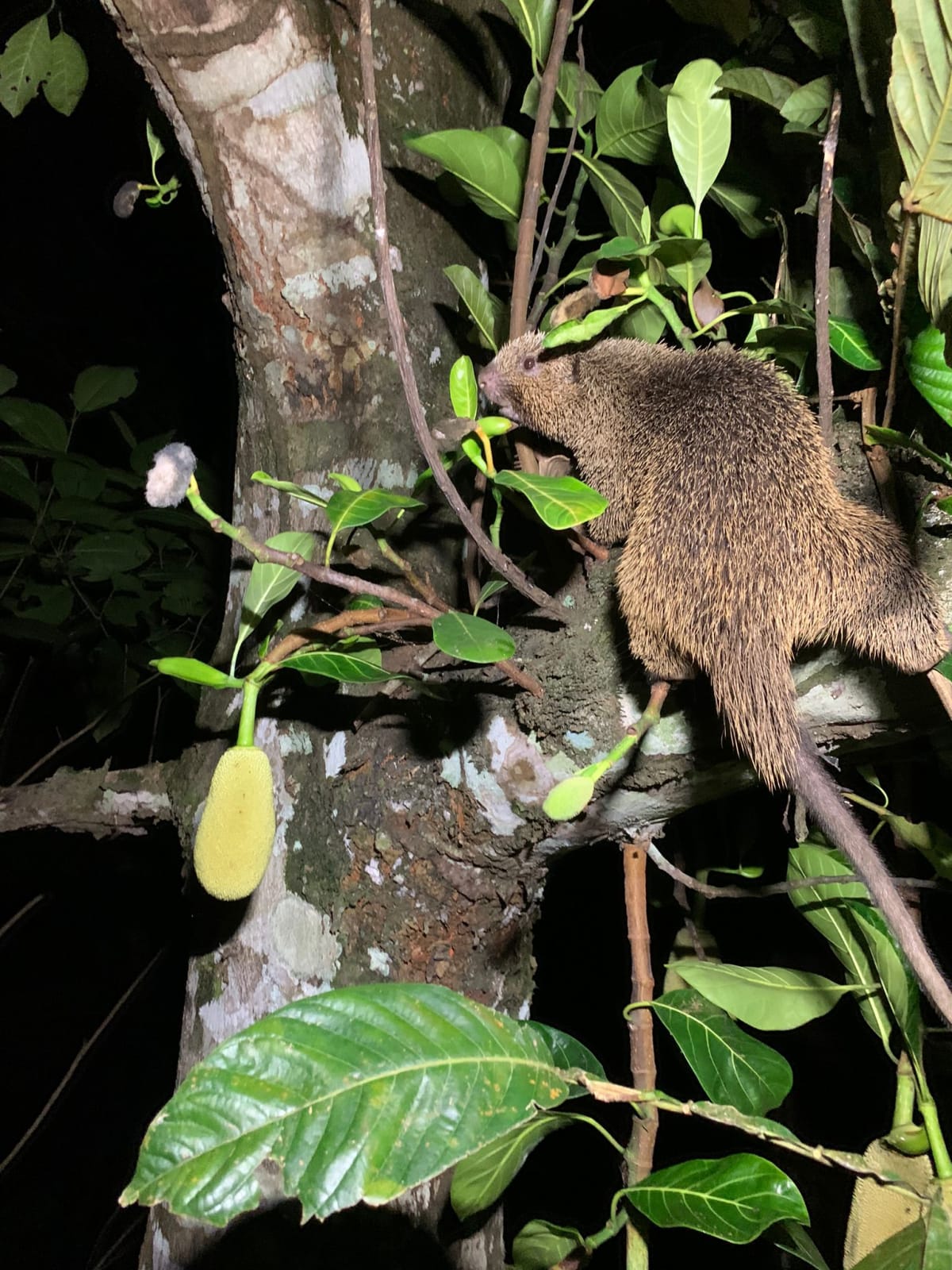 Rücken-Seiten-Ansicht eines braunen Nagetieres, das auf einem Ast sitzt, von Blättern umgeben